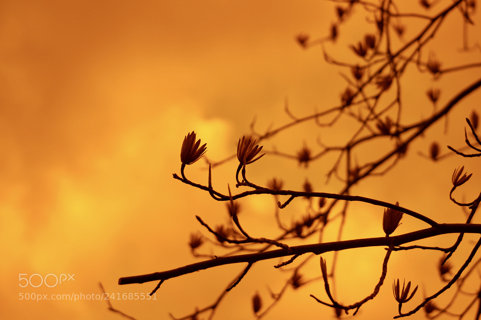 Sony Alpha DSLR-A700 sample photo. Winter colorful photography