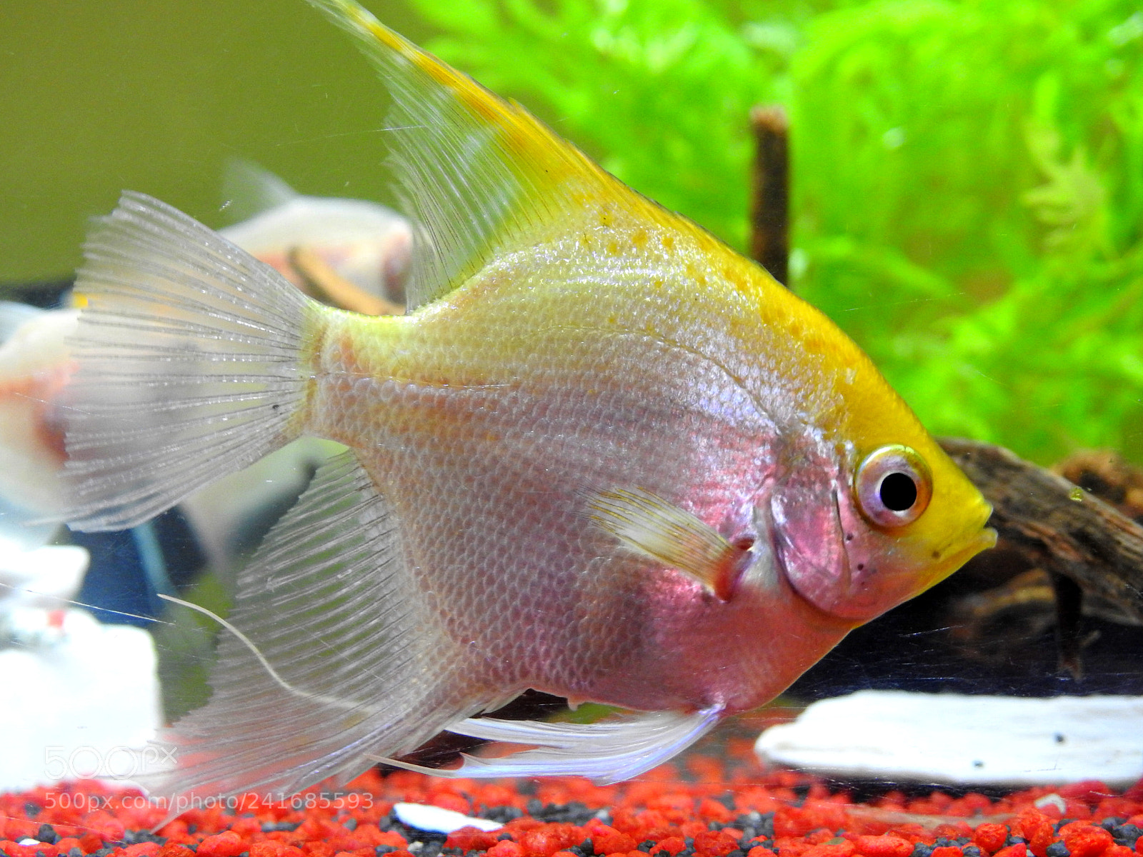 Nikon Coolpix P900 sample photo. Angel fish photography