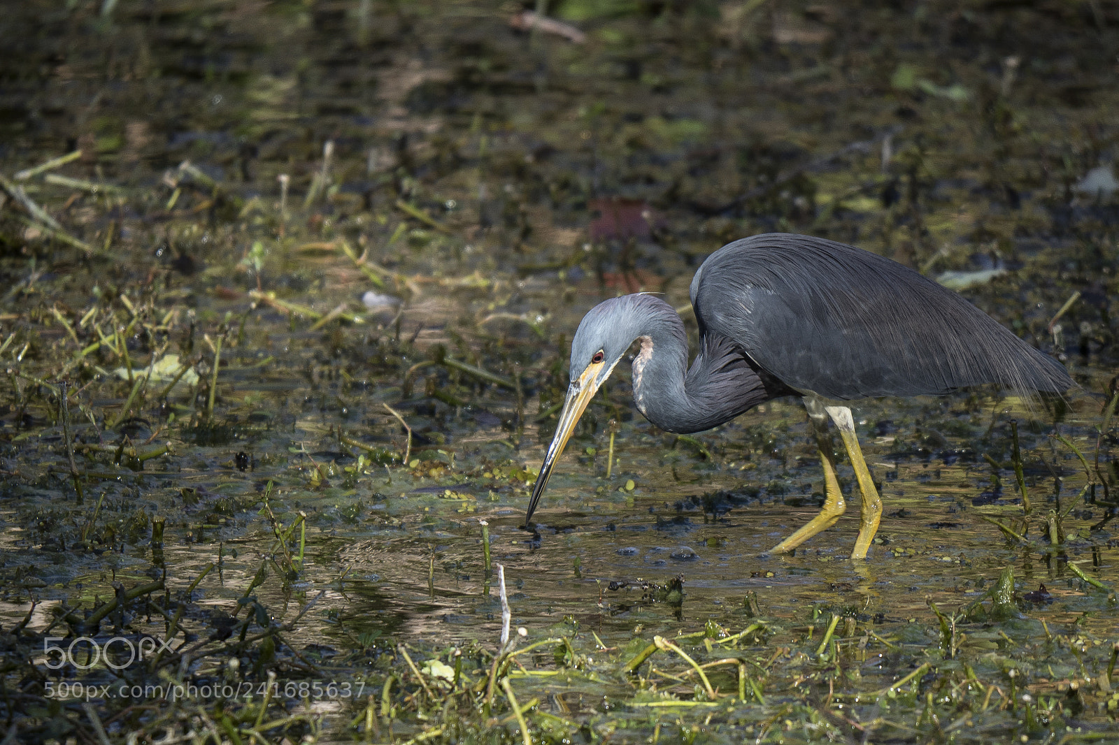 Olympus OM-D E-M1 Mark II sample photo. Tri-colored heron photography