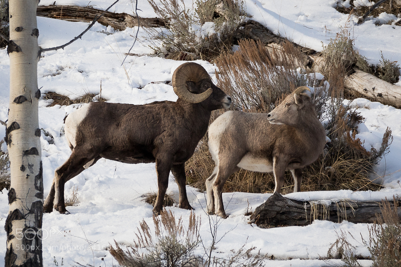 Canon EOS 6D Mark II sample photo. Big horns photography