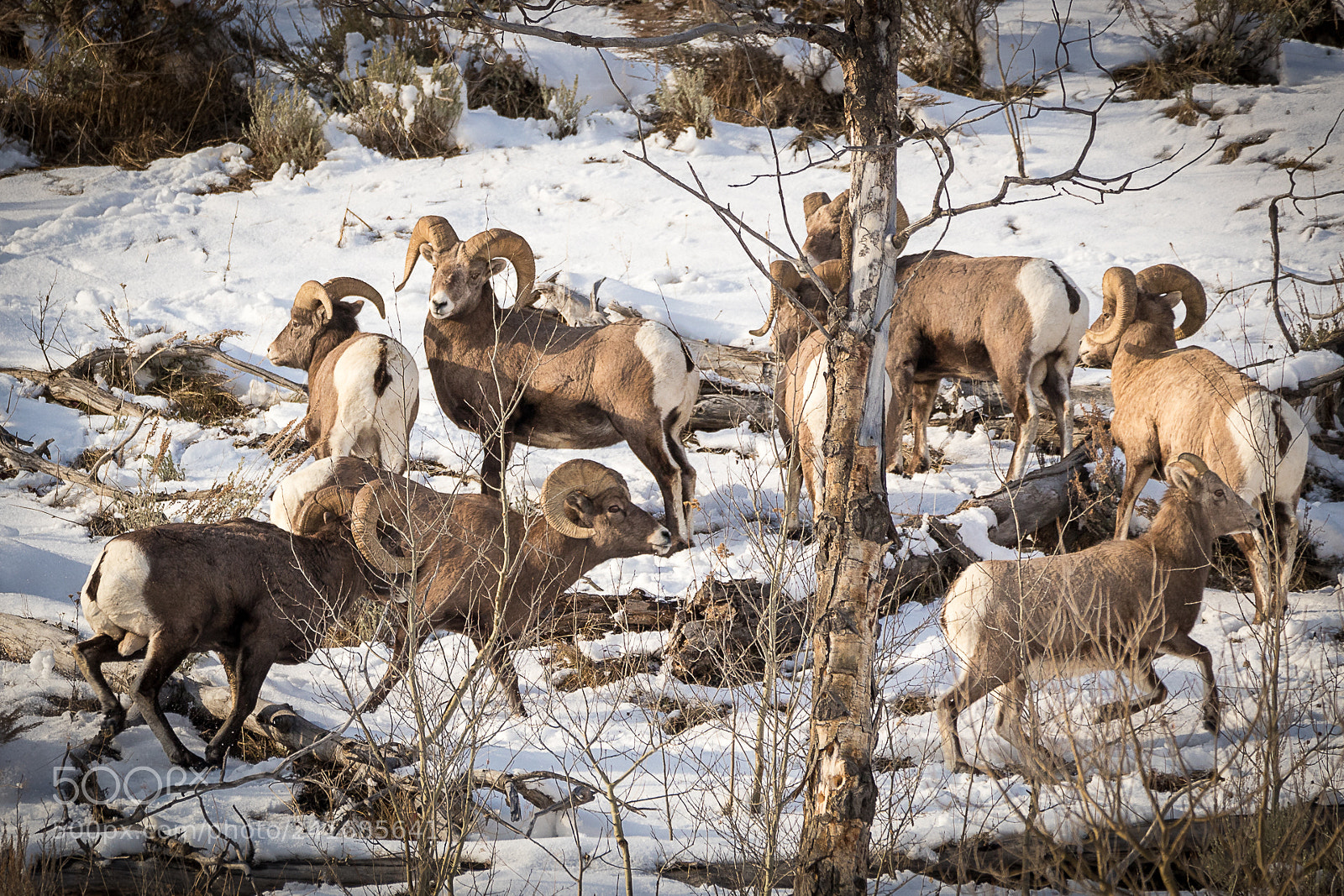 Canon EOS 6D Mark II sample photo. Big horns photography