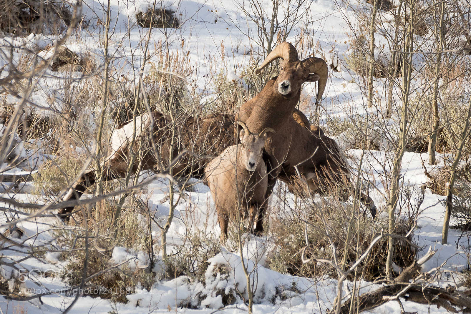 Canon EOS 6D Mark II sample photo. Big horns photography