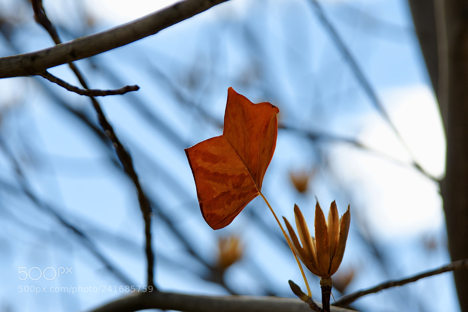 Sony Alpha DSLR-A700 sample photo. Winter blue photography