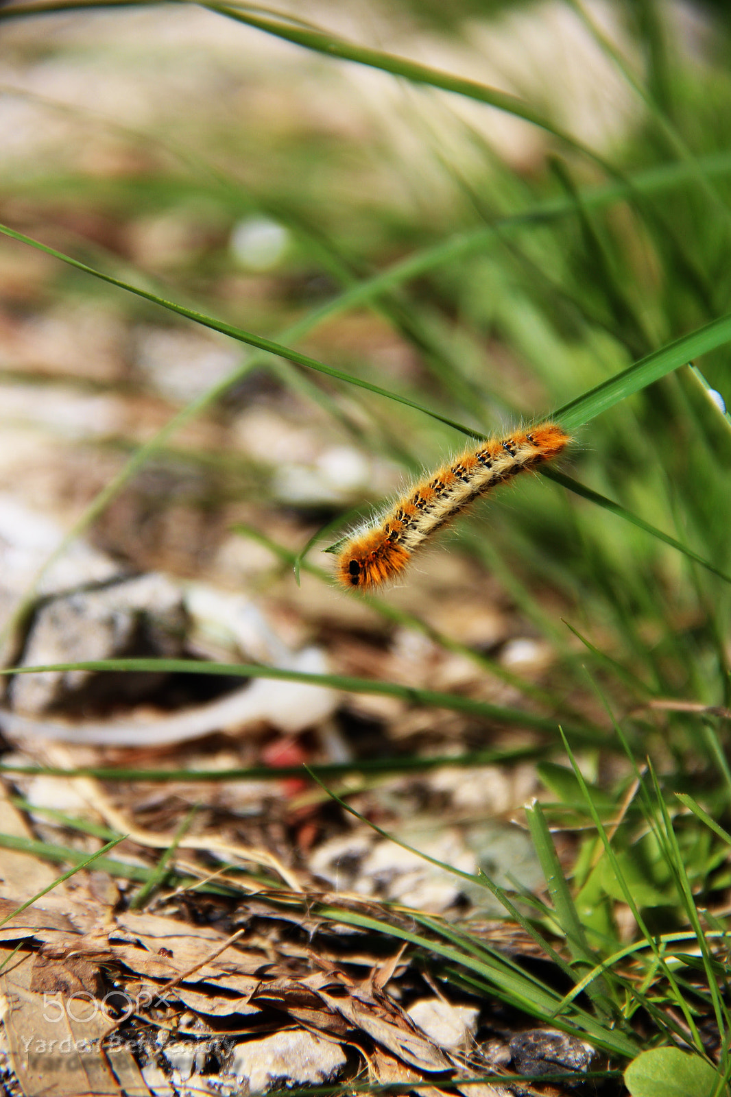 Canon EF-S 18-135mm F3.5-5.6 IS sample photo. Thaumetopoea photography