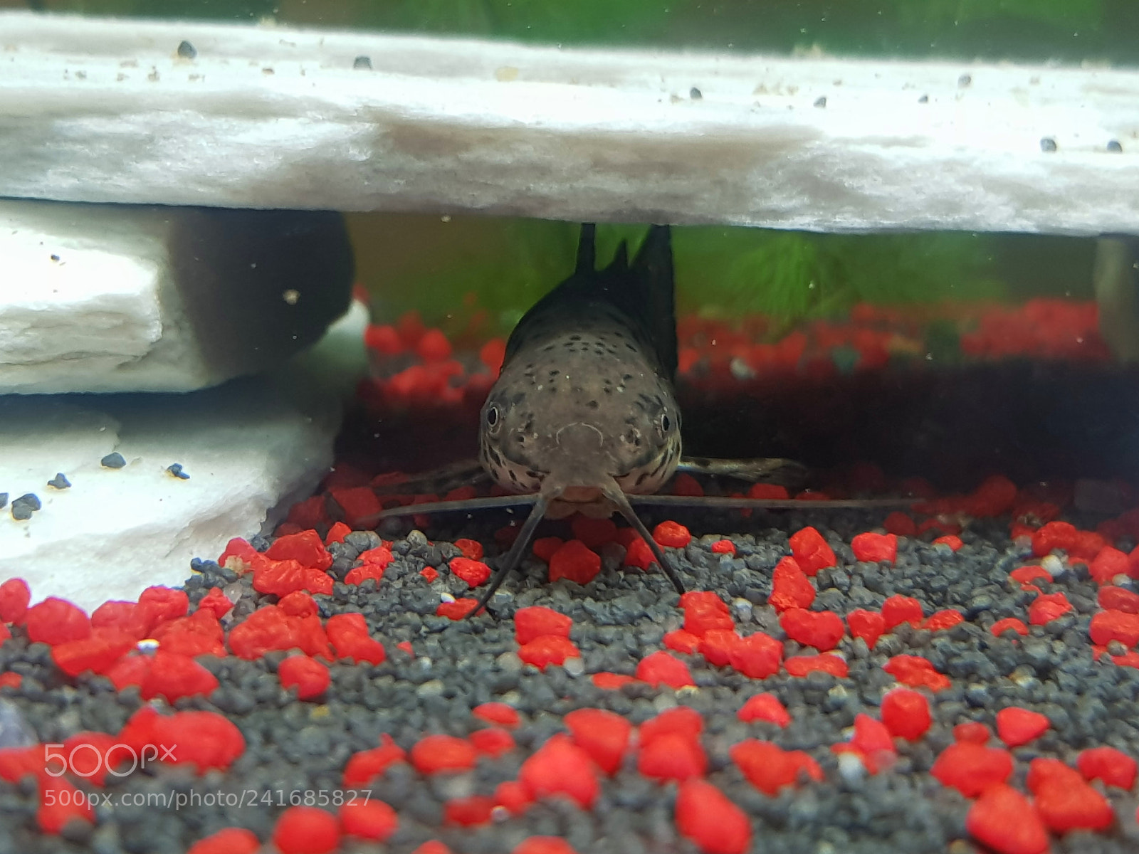 Samsung Galaxy S8+ sample photo. Pictus catfish 2 photography