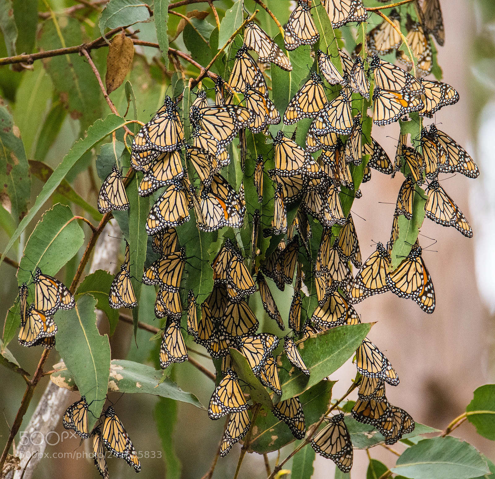 Nikon D7200 sample photo. Monarch butterflies, los osos photography