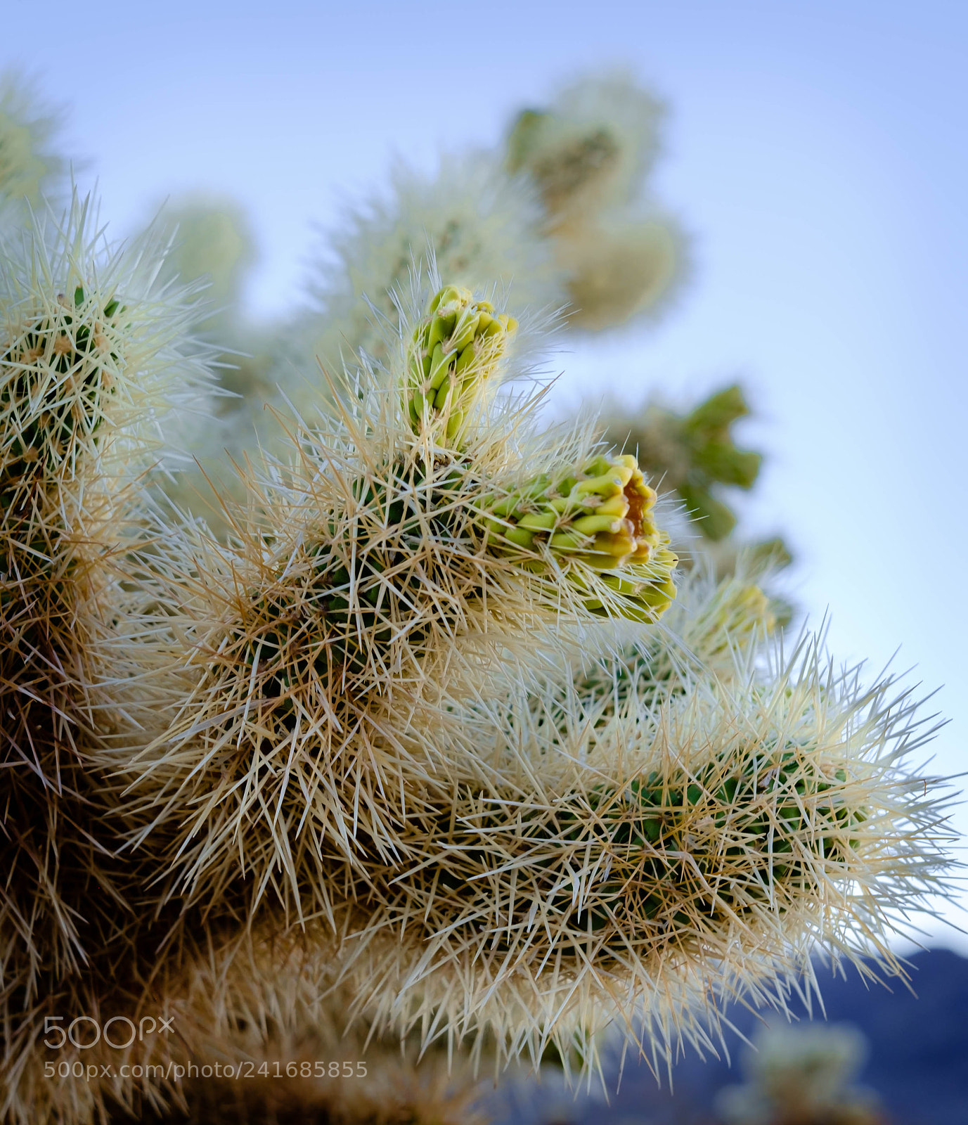 Fujifilm X-E1 sample photo. Cholla cactus photography