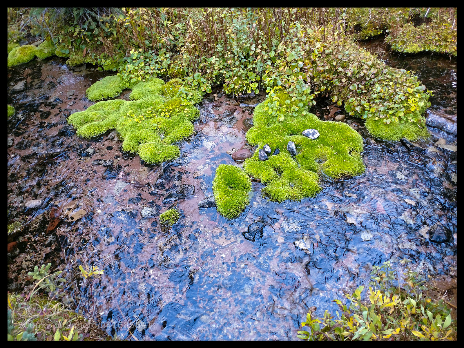 Motorola XT1650 sample photo. Trout photography