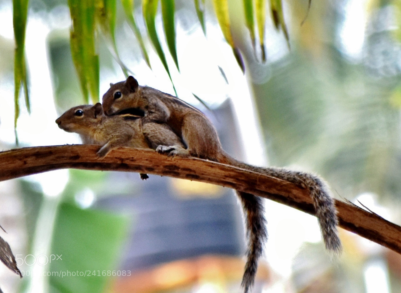 Nikon D5500 sample photo. Love photography