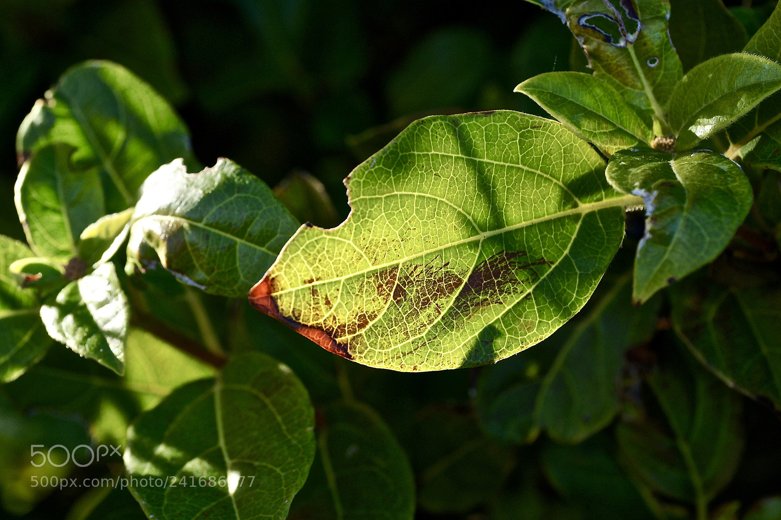 Sony Alpha DSLR-A700 sample photo. Dans la garrigue photography