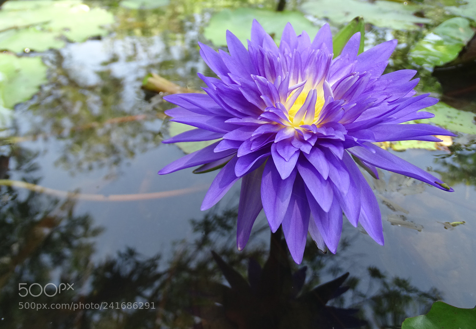 Sony Cyber-shot DSC-HX400V sample photo. Fire into the lotus photography