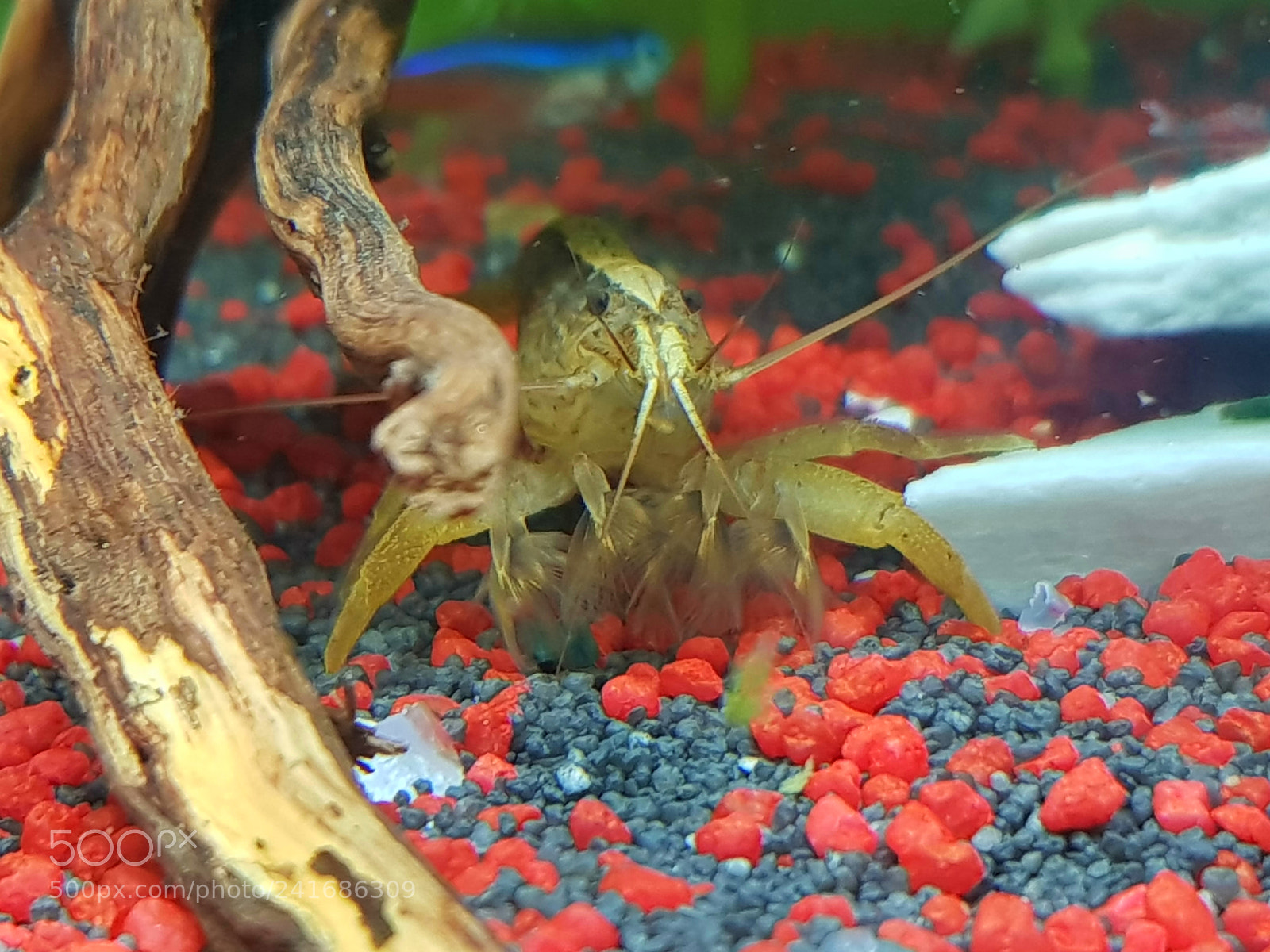 Samsung Galaxy S8+ sample photo. Wood shrimp 2 photography