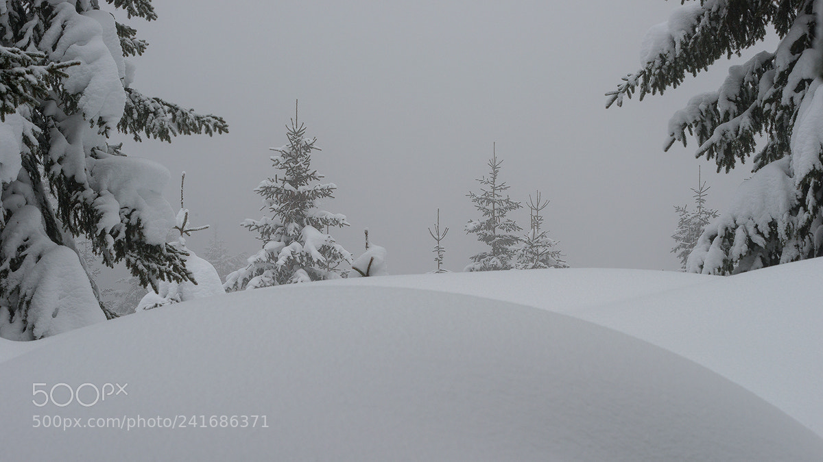Nikon D800 sample photo. *** winter *** photography