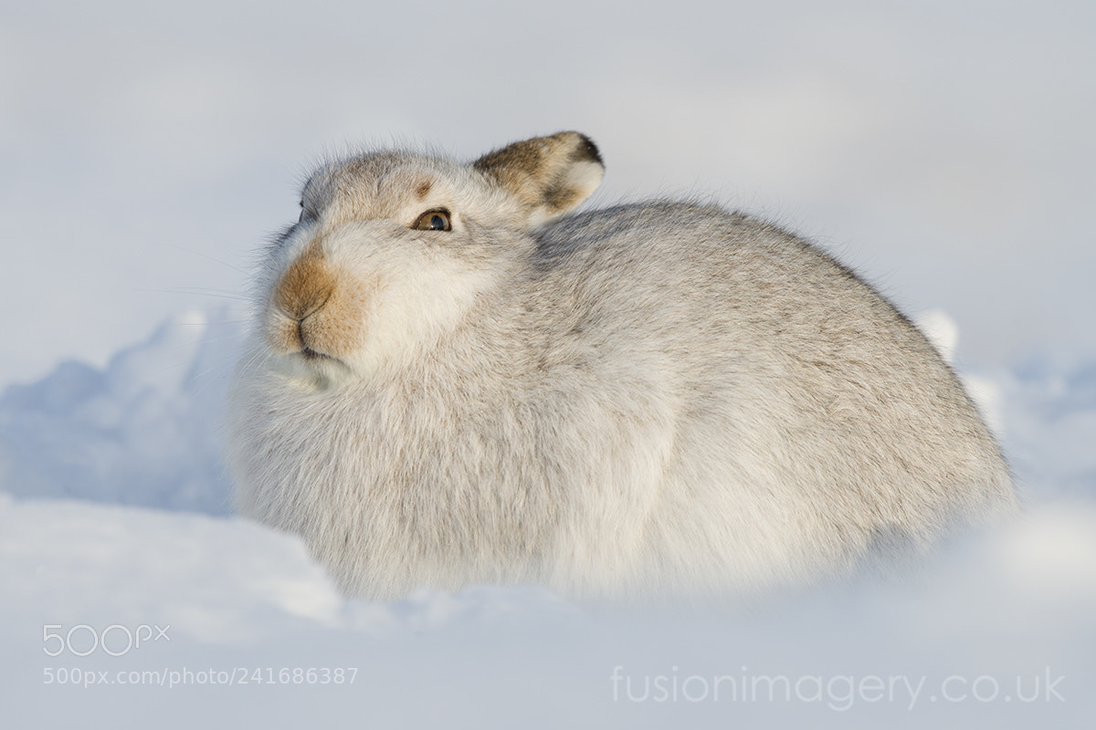 Nikon D810 sample photo. Return of the hares photography