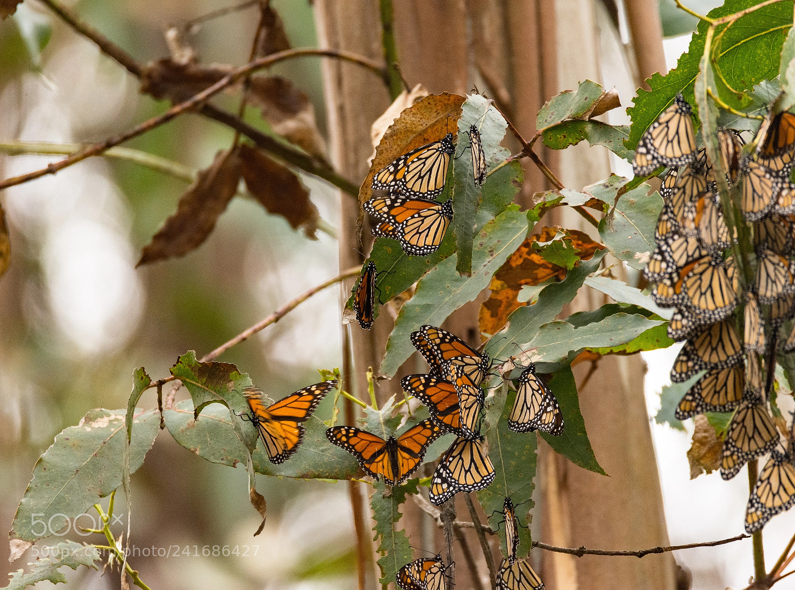 Nikon D7200 sample photo. Monarch butterfly clusters photography