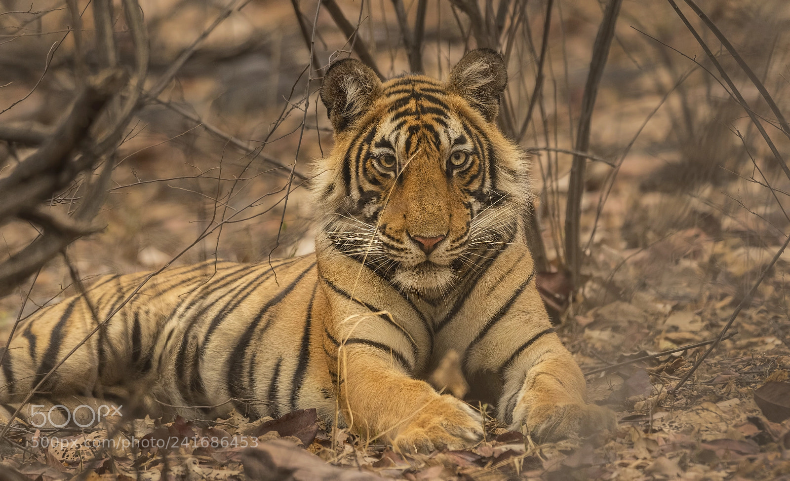 Nikon D500 sample photo. T-60-cubs photography