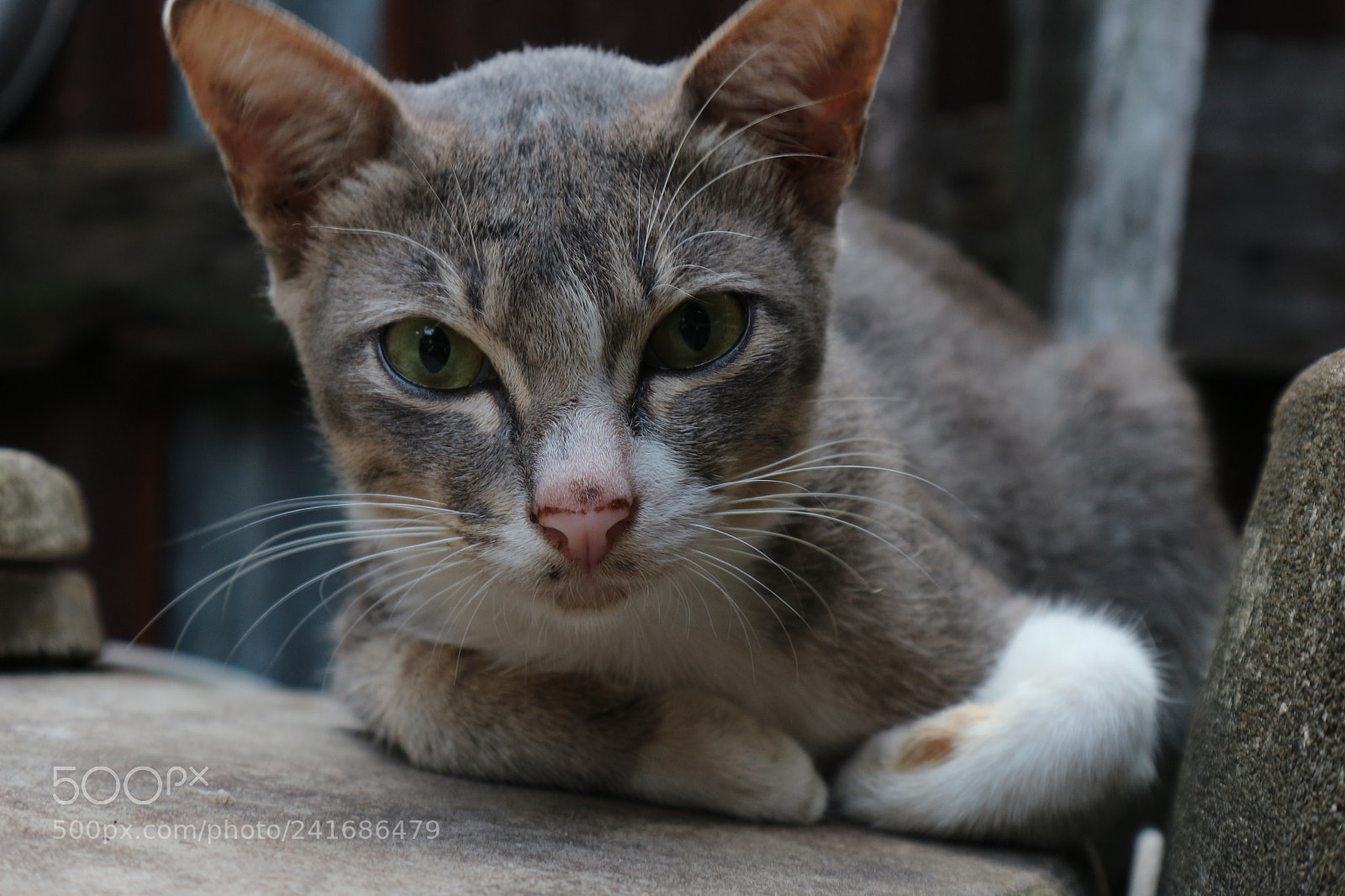 Canon EOS M10 sample photo. Untitled photography