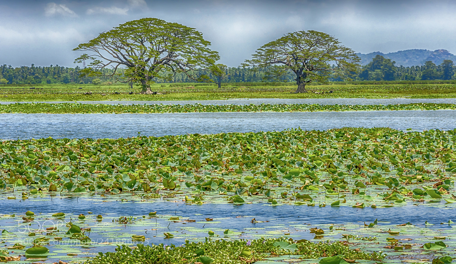 Nikon D7200 sample photo. Sri lanka photography