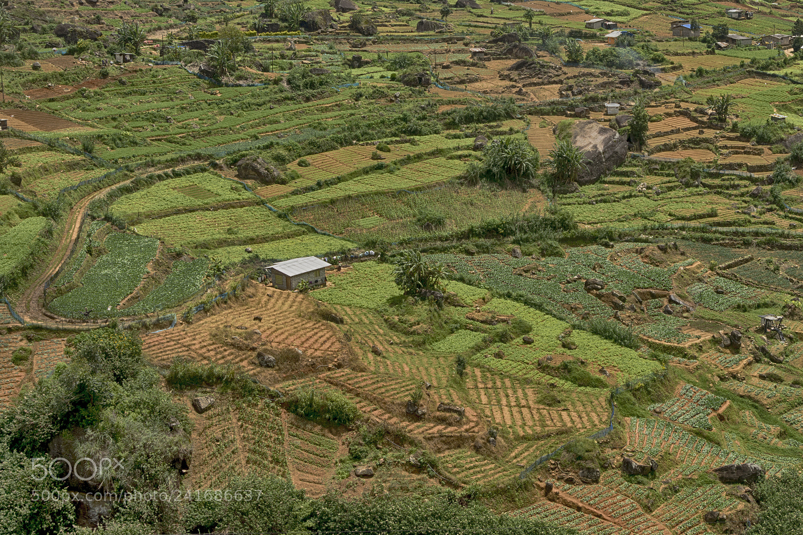 Nikon D7200 sample photo. Sri lanka photography