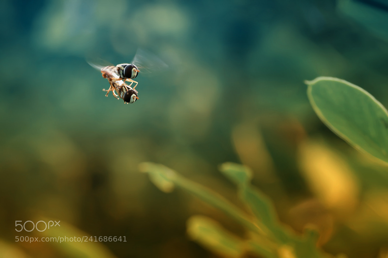 Canon EOS 550D (EOS Rebel T2i / EOS Kiss X4) sample photo. Hover fly, hoverfly, love photography