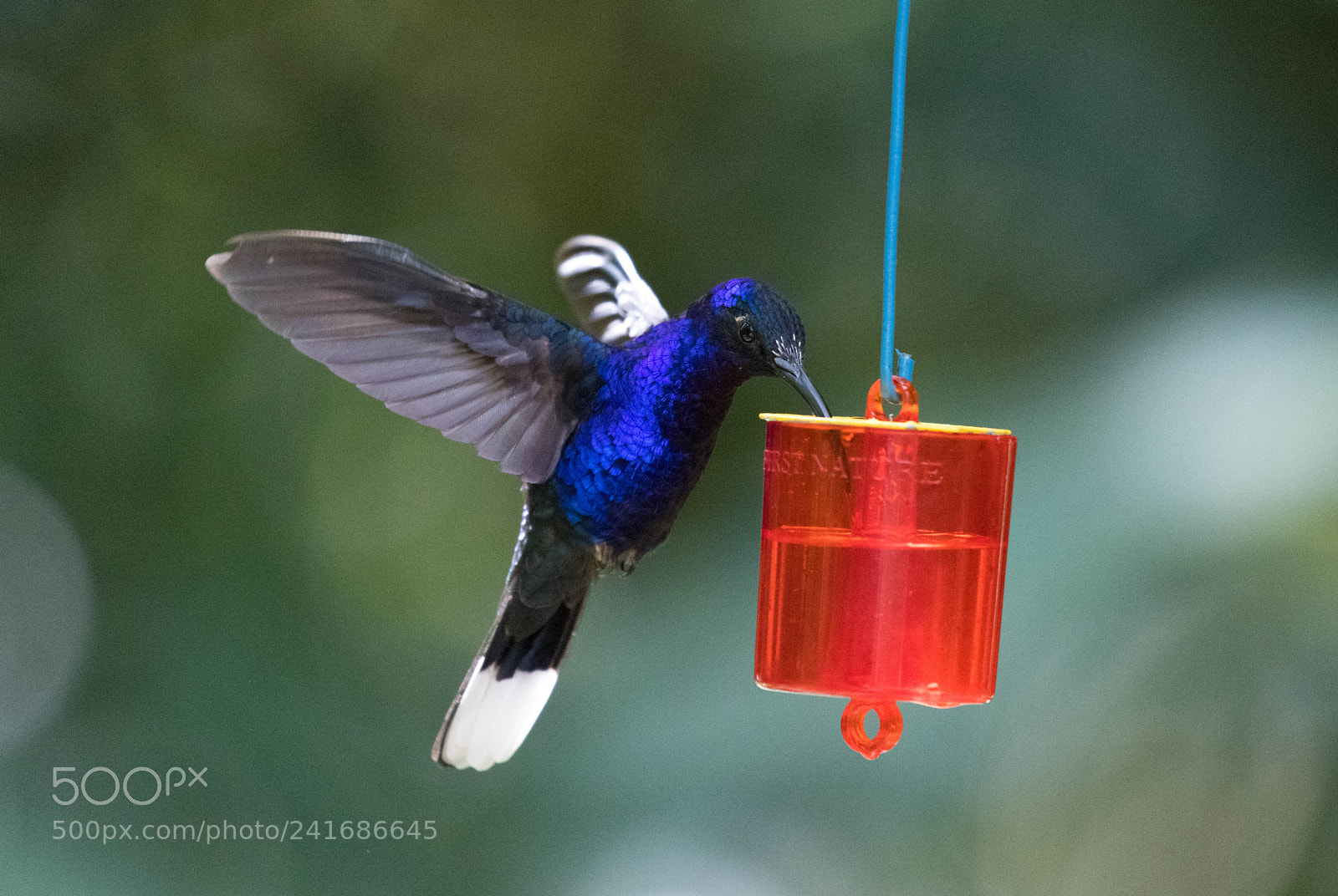 Nikon D850 sample photo. Violet sabrewing hummingbird photography