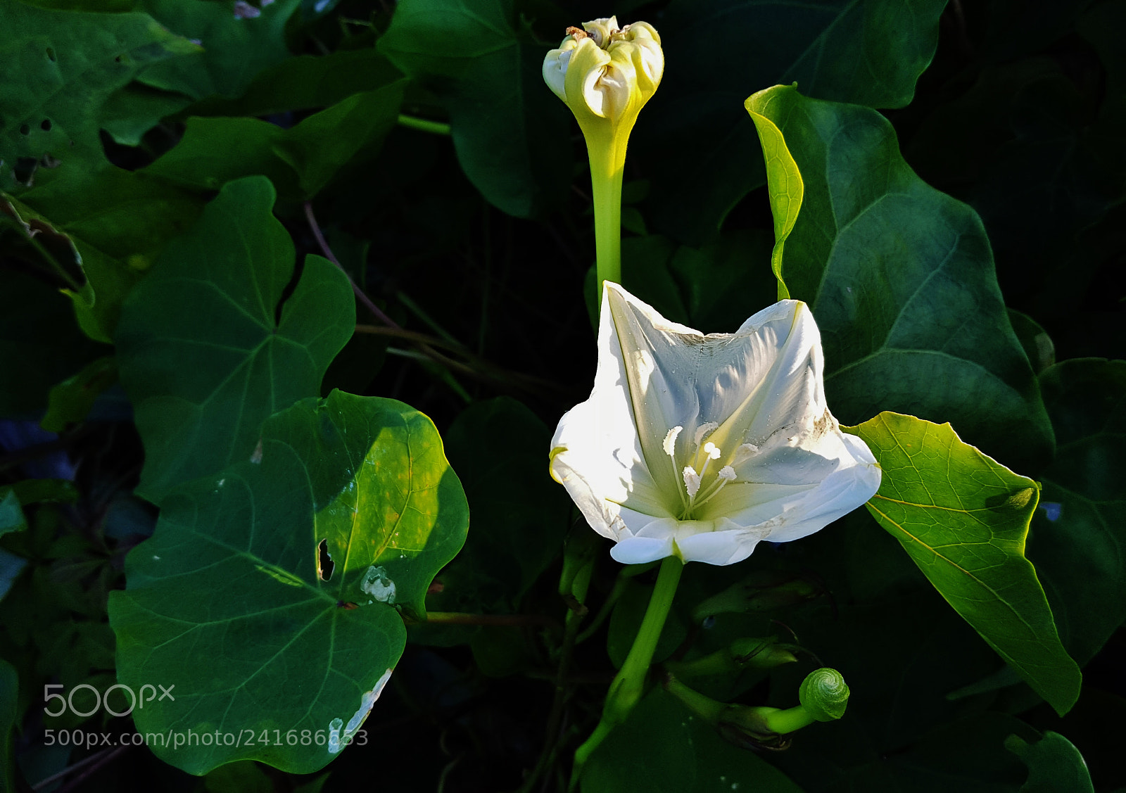 Samsung Galaxy S6 sample photo. Moon flower morning glory photography