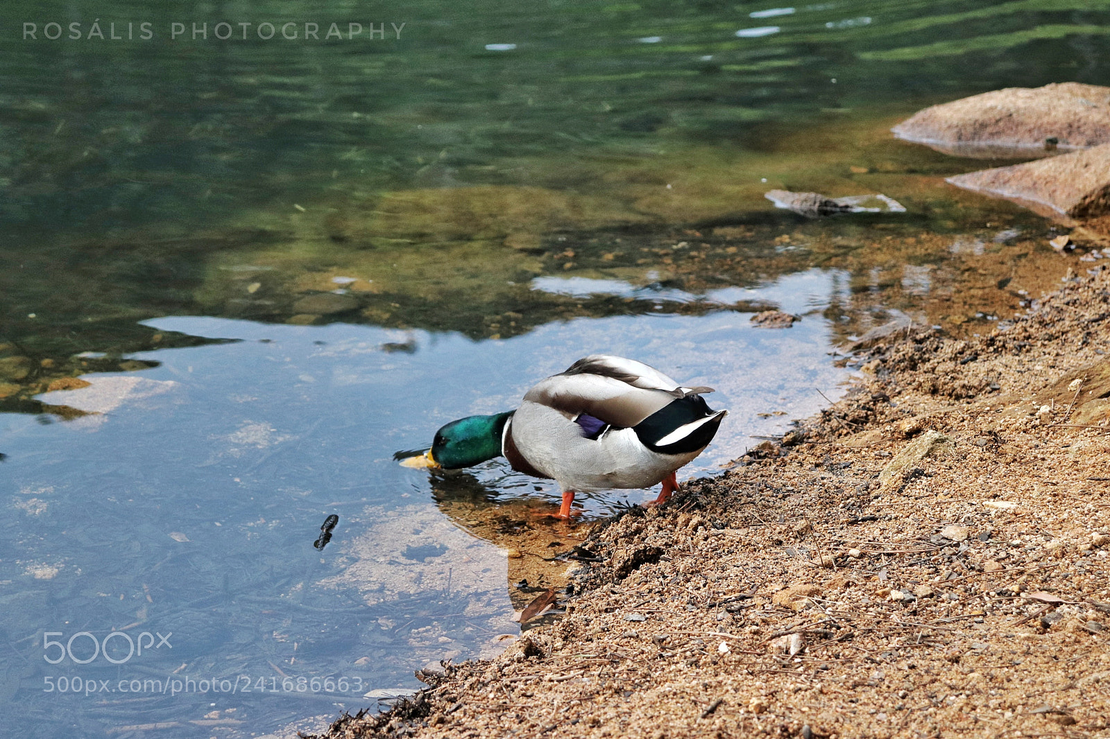 Canon EOS 800D (EOS Rebel T7i / EOS Kiss X9i) sample photo. Another duck photography