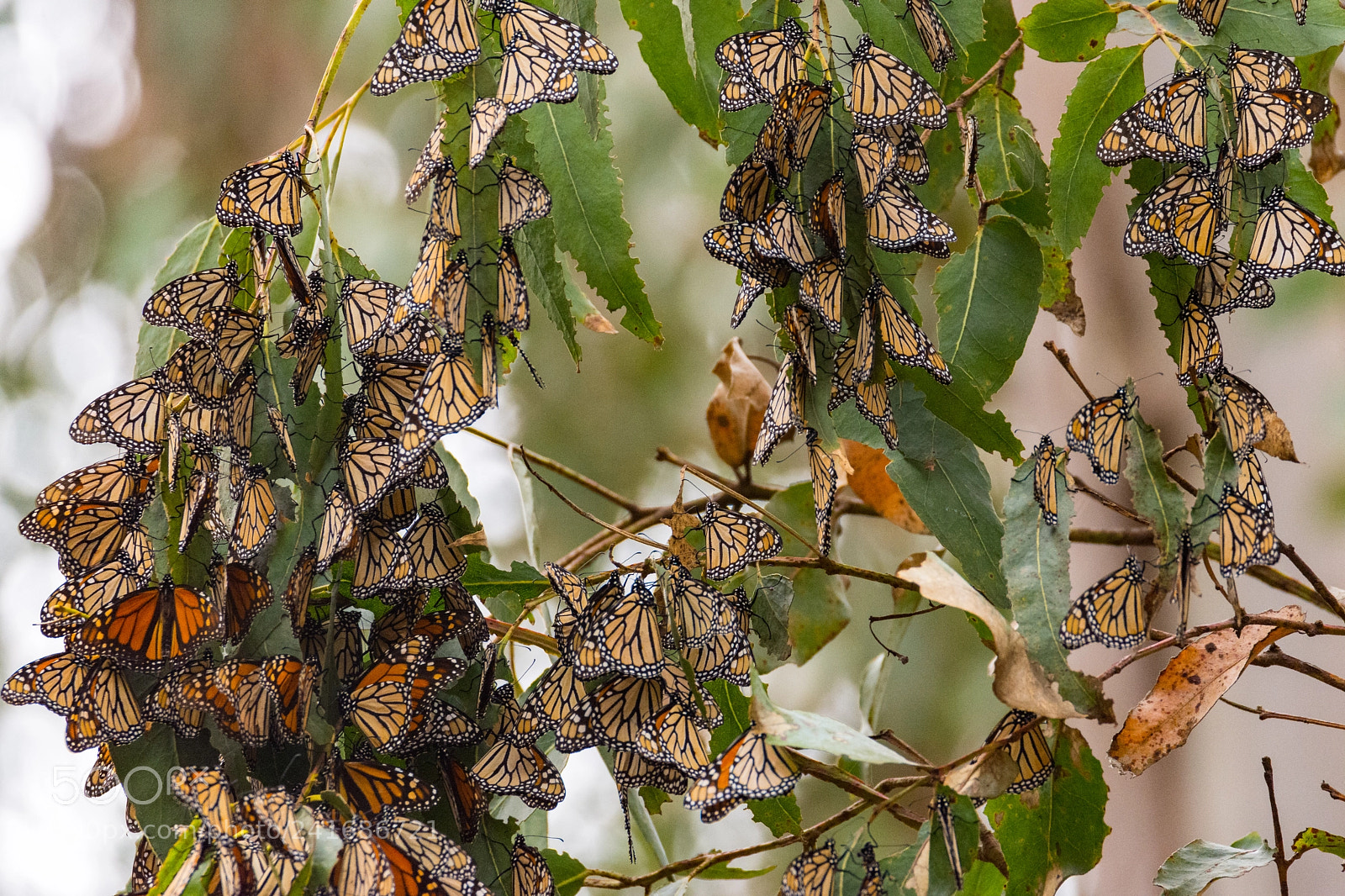 Nikon D7200 sample photo. Monarch butterfly circle cluster photography