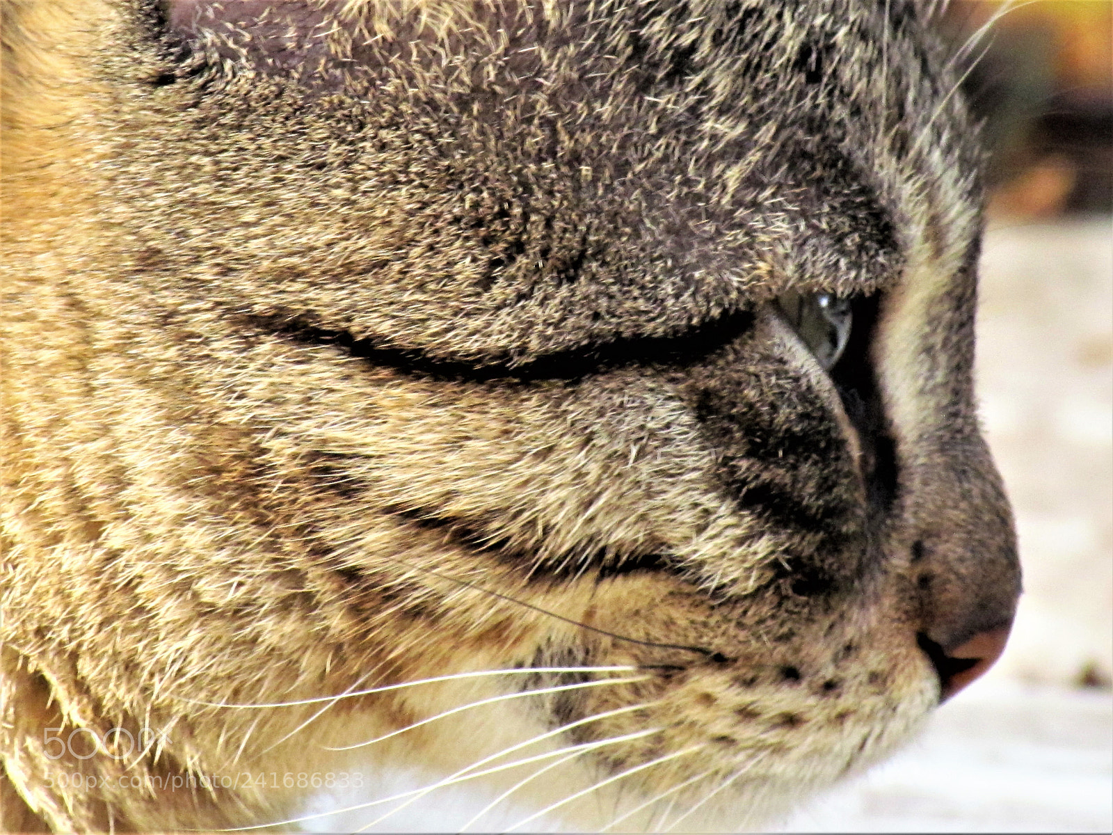 Canon PowerShot SX30 IS sample photo. Ready to attack photography
