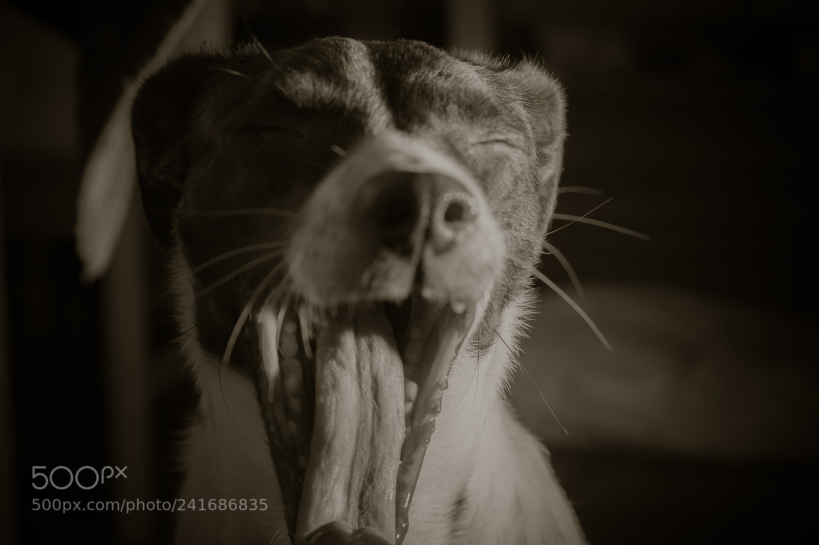 Canon EOS 1300D (EOS Rebel T6 / EOS Kiss X80) sample photo. Dog yawnging photography