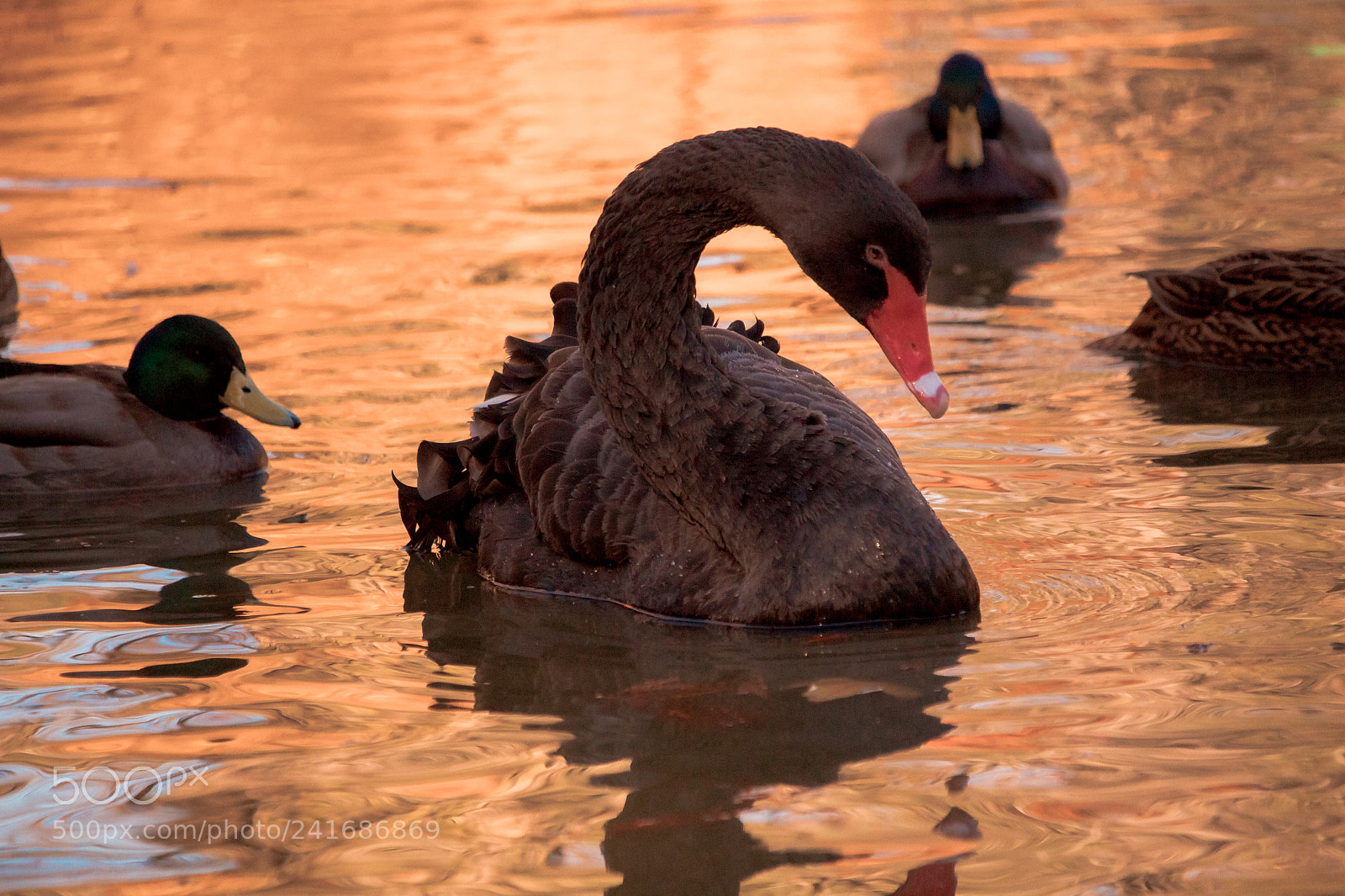 Canon EOS 1300D (EOS Rebel T6 / EOS Kiss X80) sample photo. Beautiful swan photography