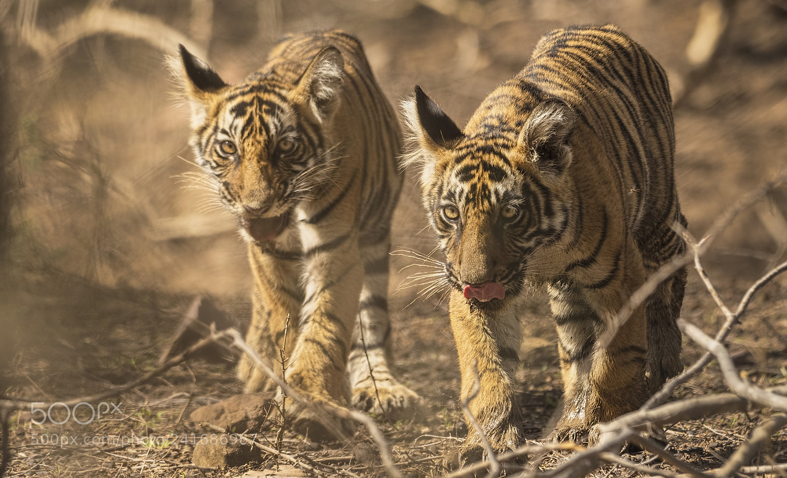 Nikon D500 sample photo. T-8-cubs photography