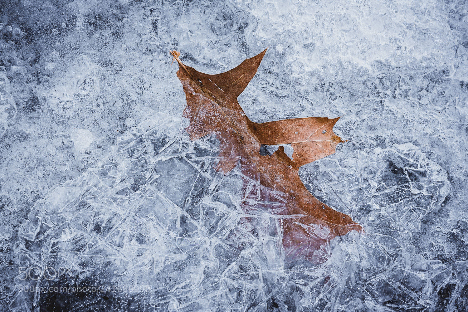 Canon EOS 40D sample photo. Frozen in photography