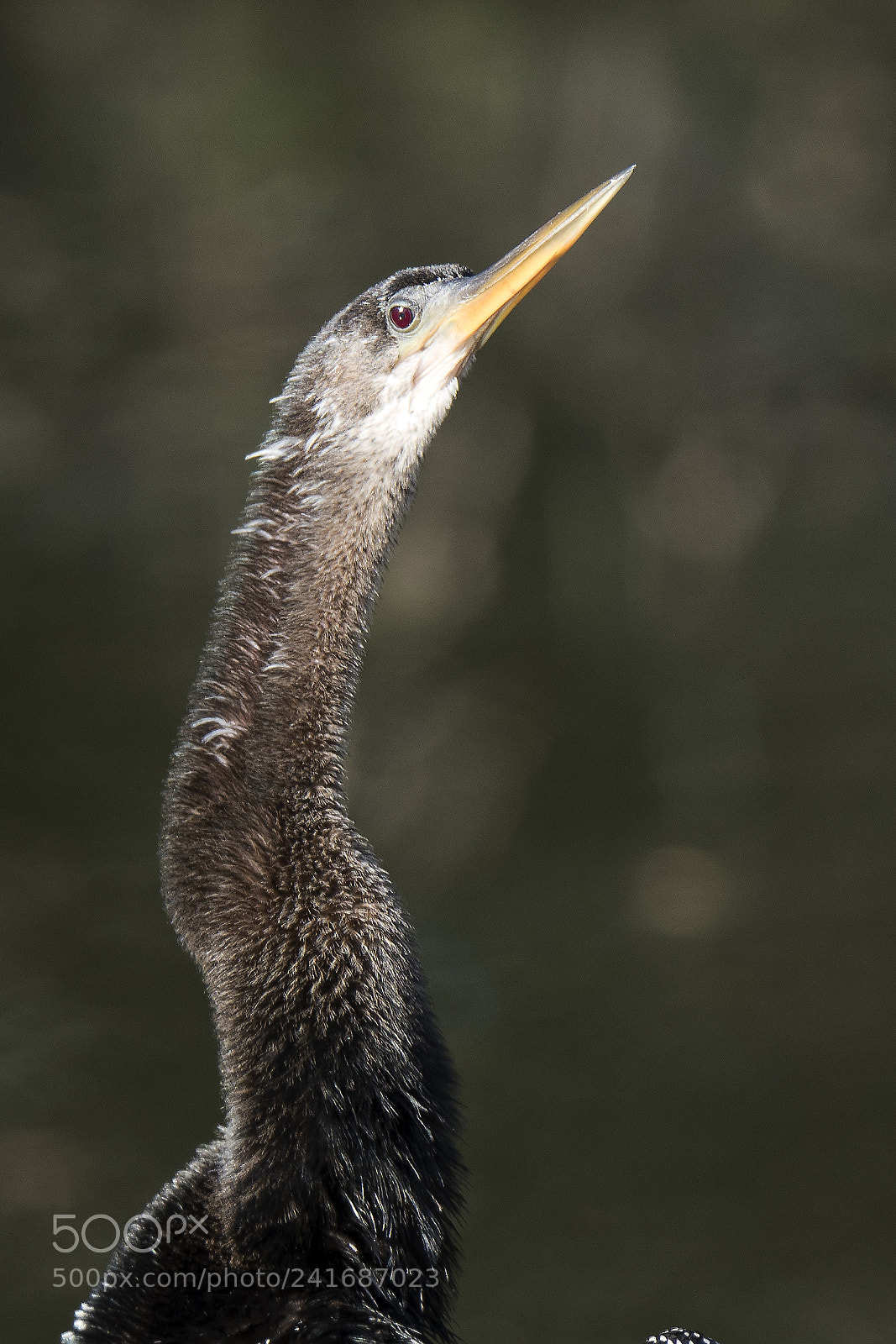 Olympus OM-D E-M1 Mark II sample photo. Anhinga photography