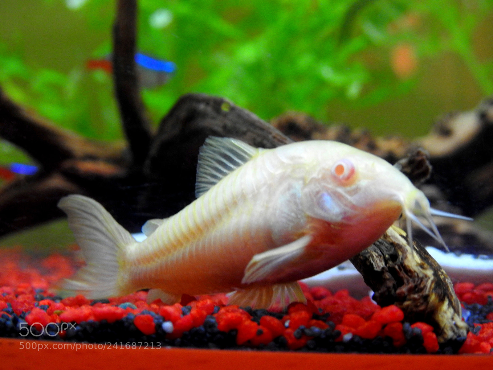 Nikon Coolpix P900 sample photo. Albino cory catfish photography