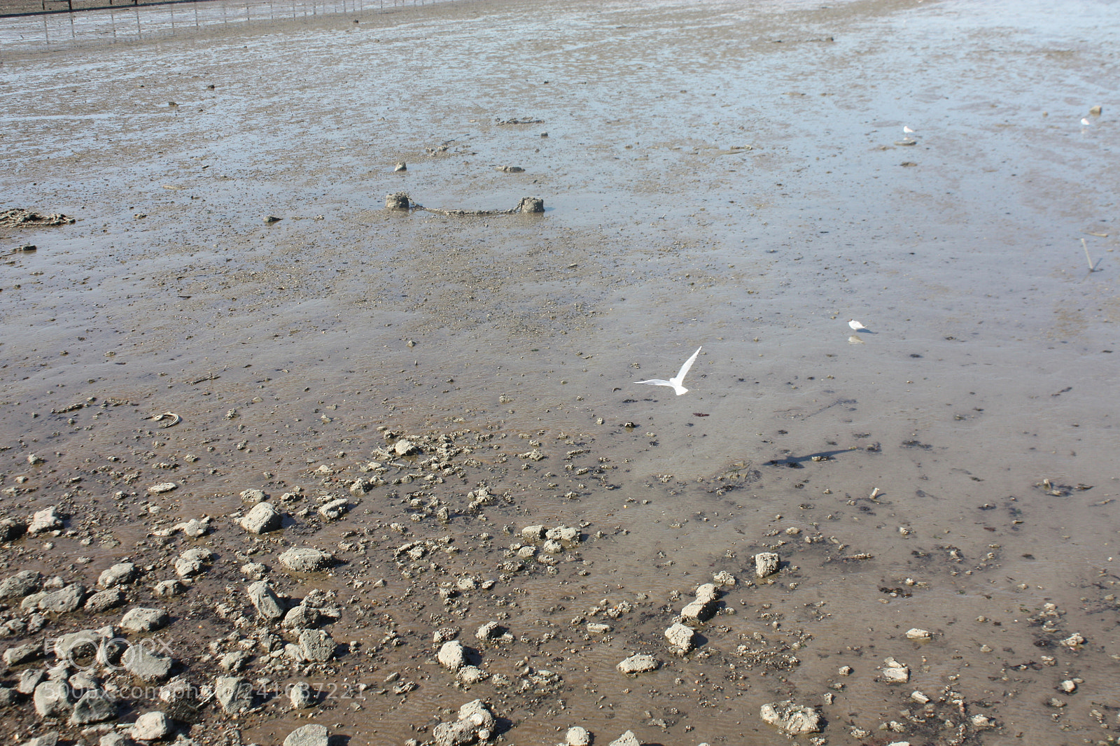 Canon EF-S 18-55mm F3.5-5.6 IS sample photo. Low tide photography