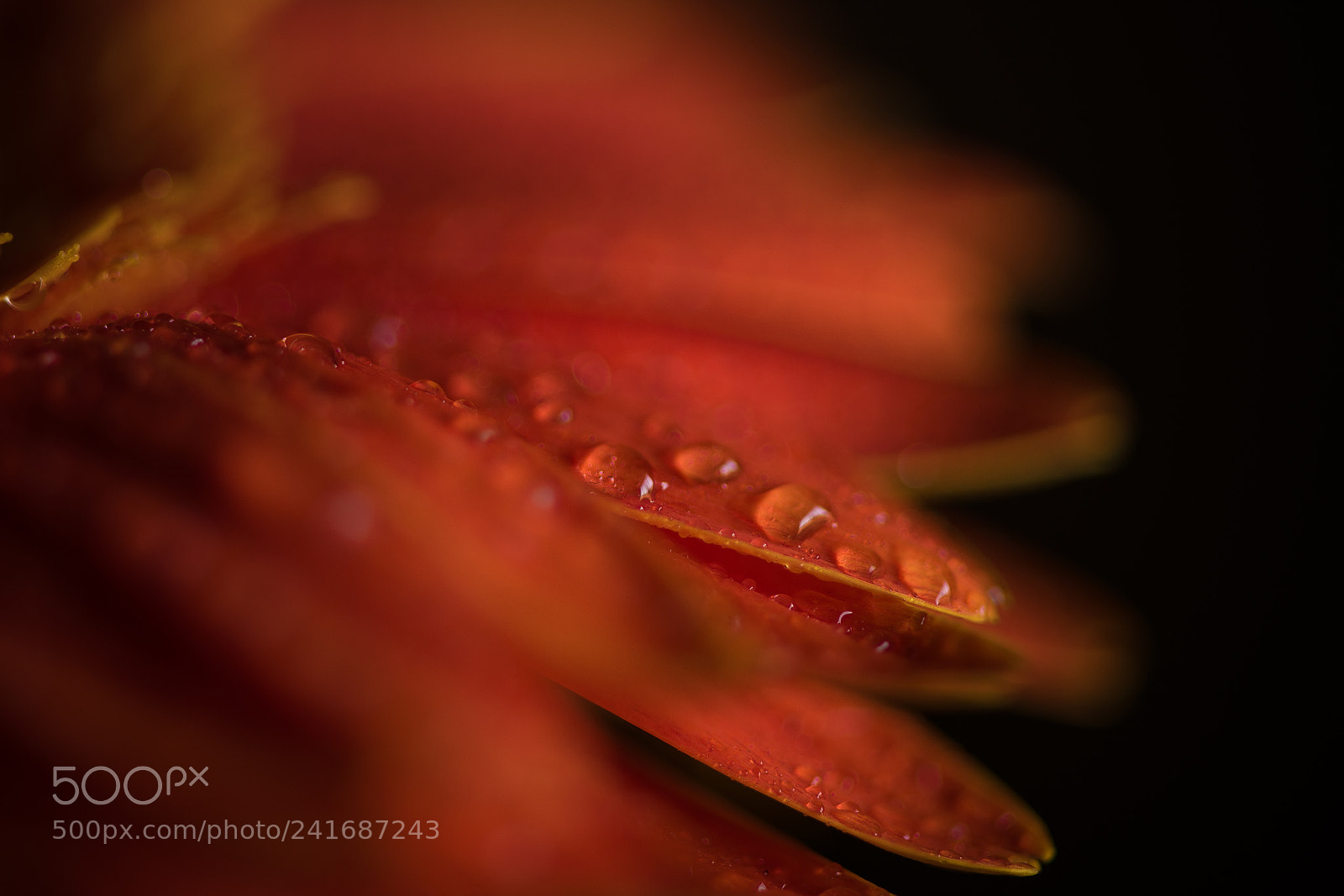 Nikon D850 sample photo. Water drops photography