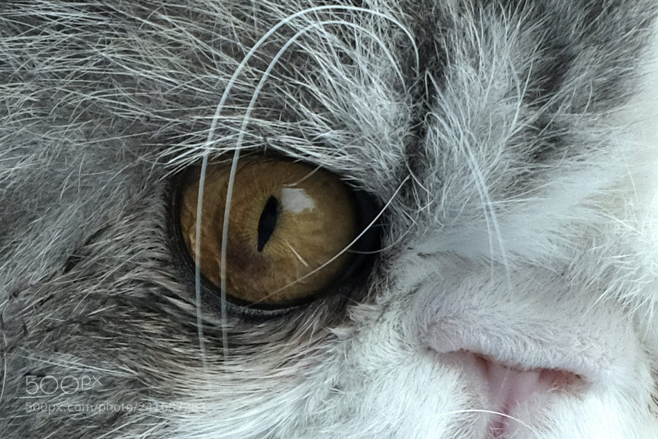 Fujifilm X-T20 sample photo. Eye of the persian photography