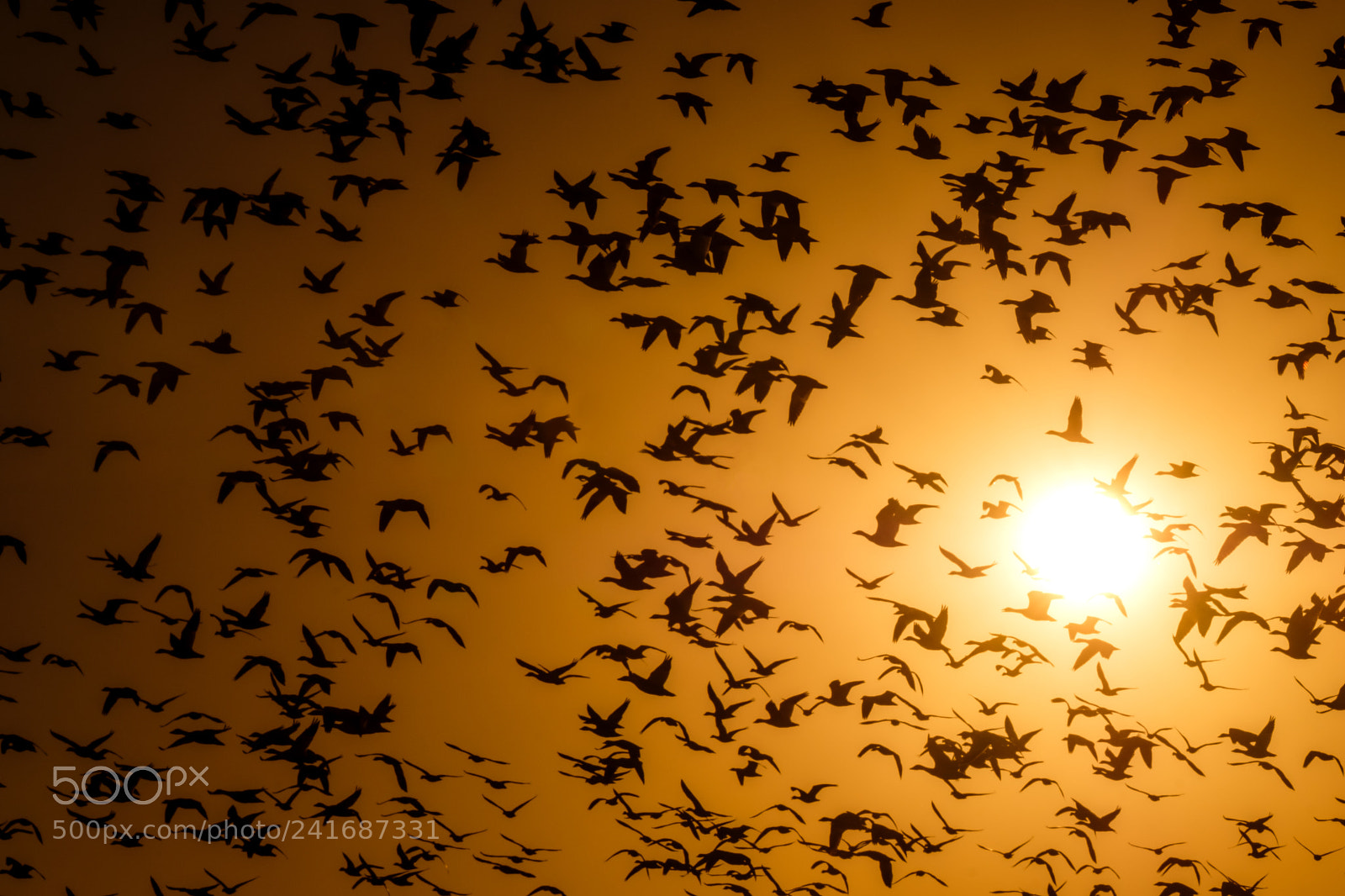 Fujifilm X-T2 sample photo. Snow geese photography