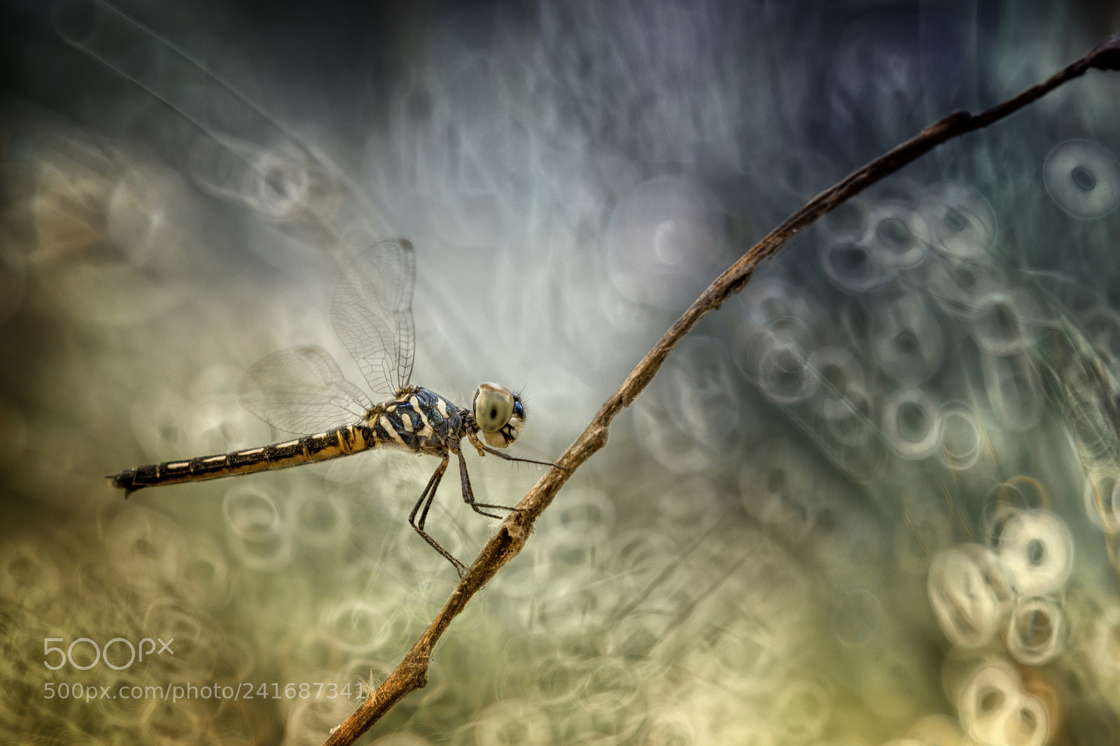Canon EOS 550D (EOS Rebel T2i / EOS Kiss X4) sample photo. Dragon fly, dragonfly, lonely photography