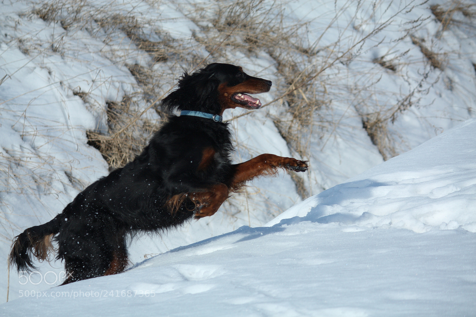 Canon EOS 450D (EOS Rebel XSi / EOS Kiss X2) sample photo. Gordon setter enjoying the photography