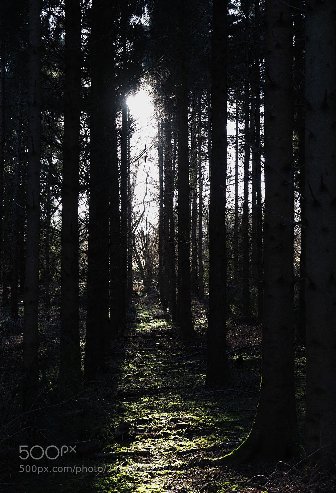 Olympus OM-D E-M5 II sample photo. Light through the trees photography