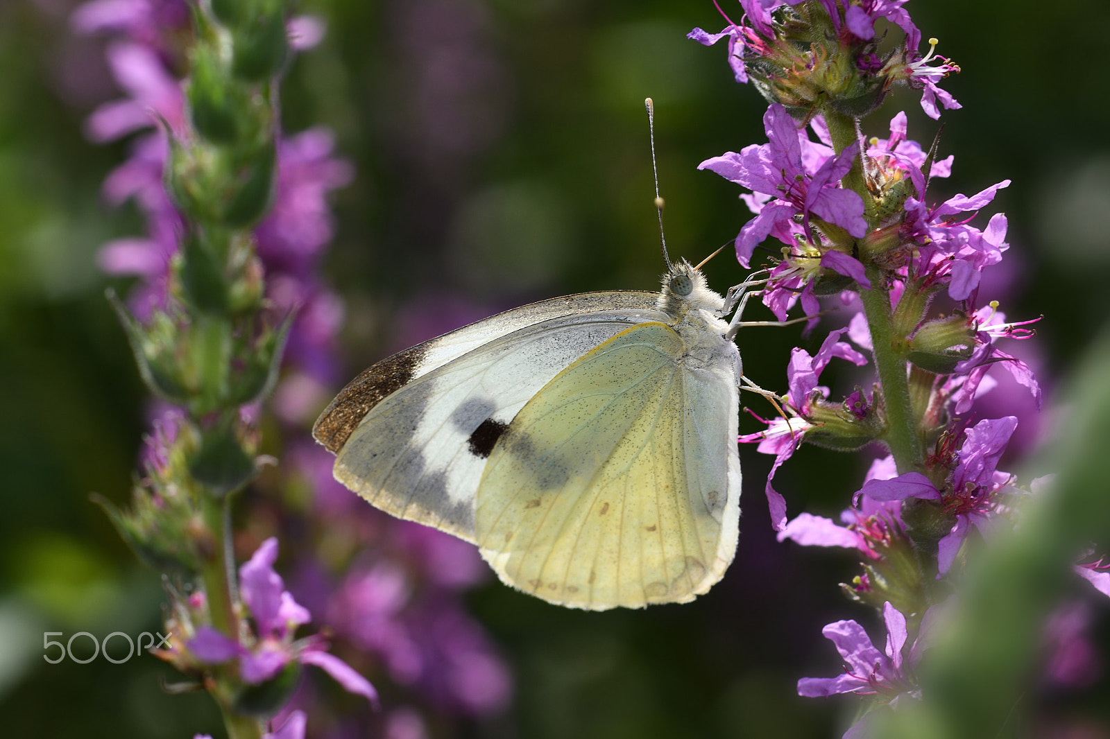 Nikon AF-S Micro-Nikkor 105mm F2.8G IF-ED VR sample photo. Butterfly photography