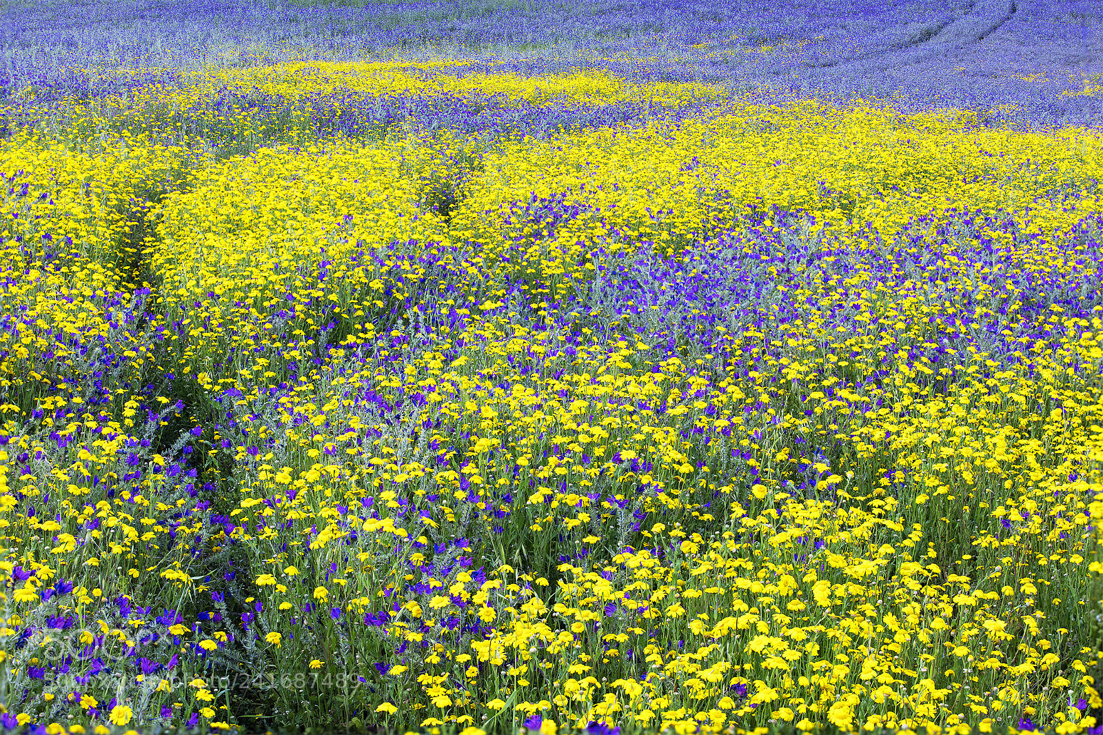 Canon EOS 5DS R sample photo. Yellow and purple photography
