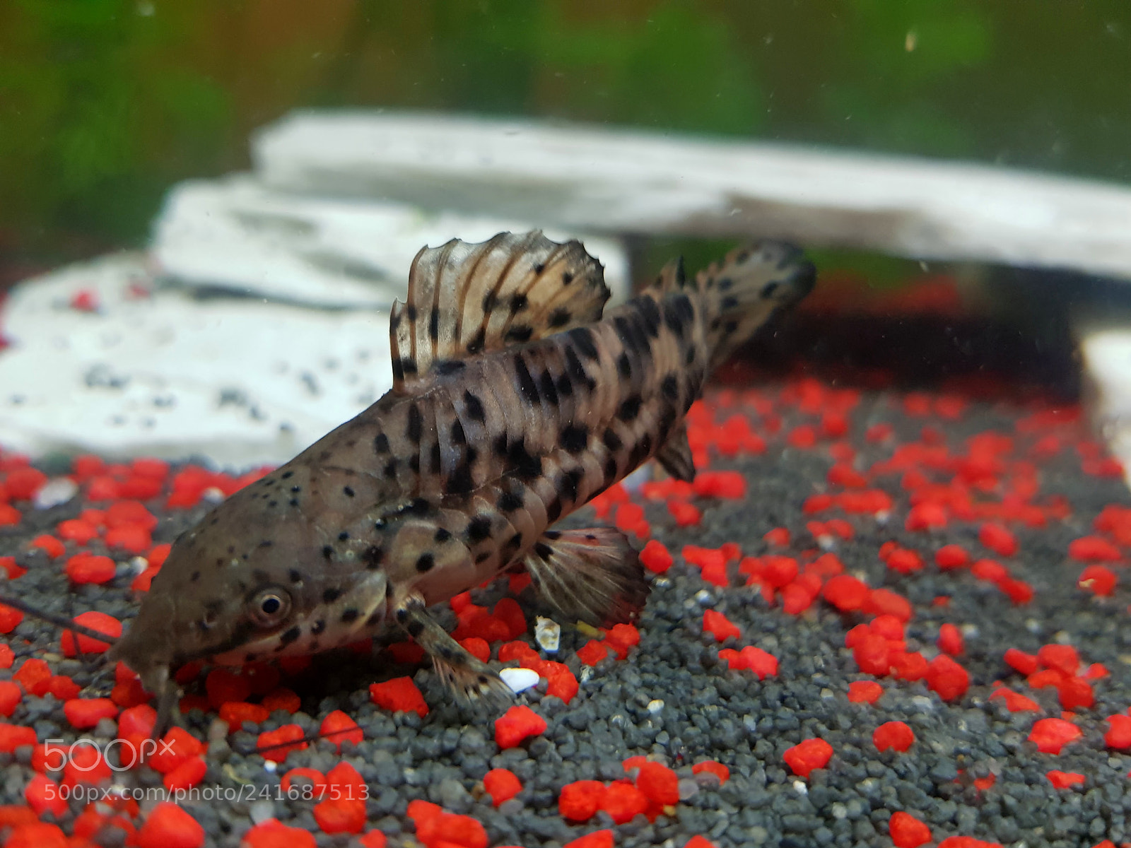 Samsung Galaxy S8+ sample photo. Pictus catfish photography