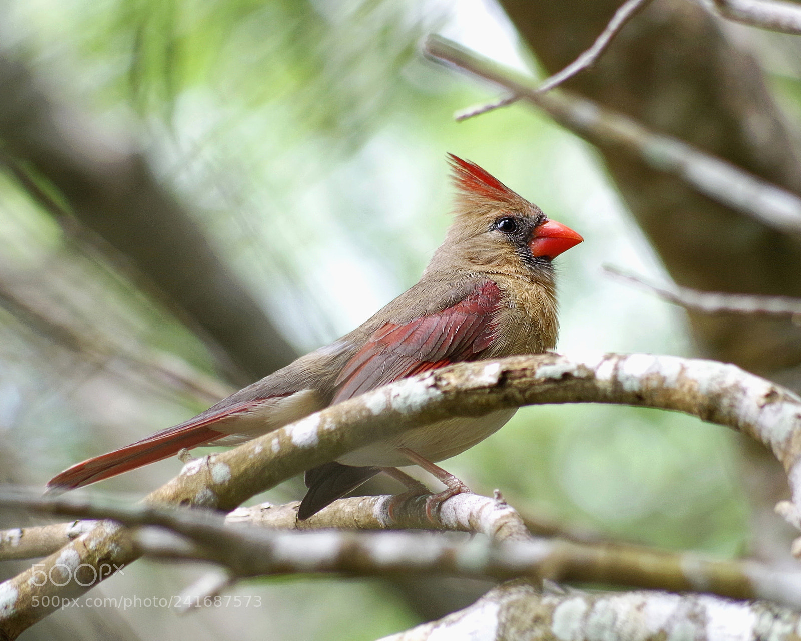 Pentax K-30 sample photo. Northern cardinal female photography