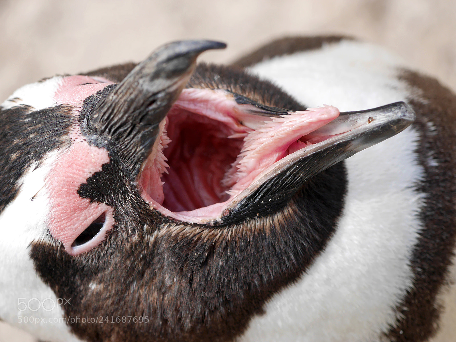 Panasonic Lumix DMC-GX7 sample photo. Hungry penguin at boulders photography