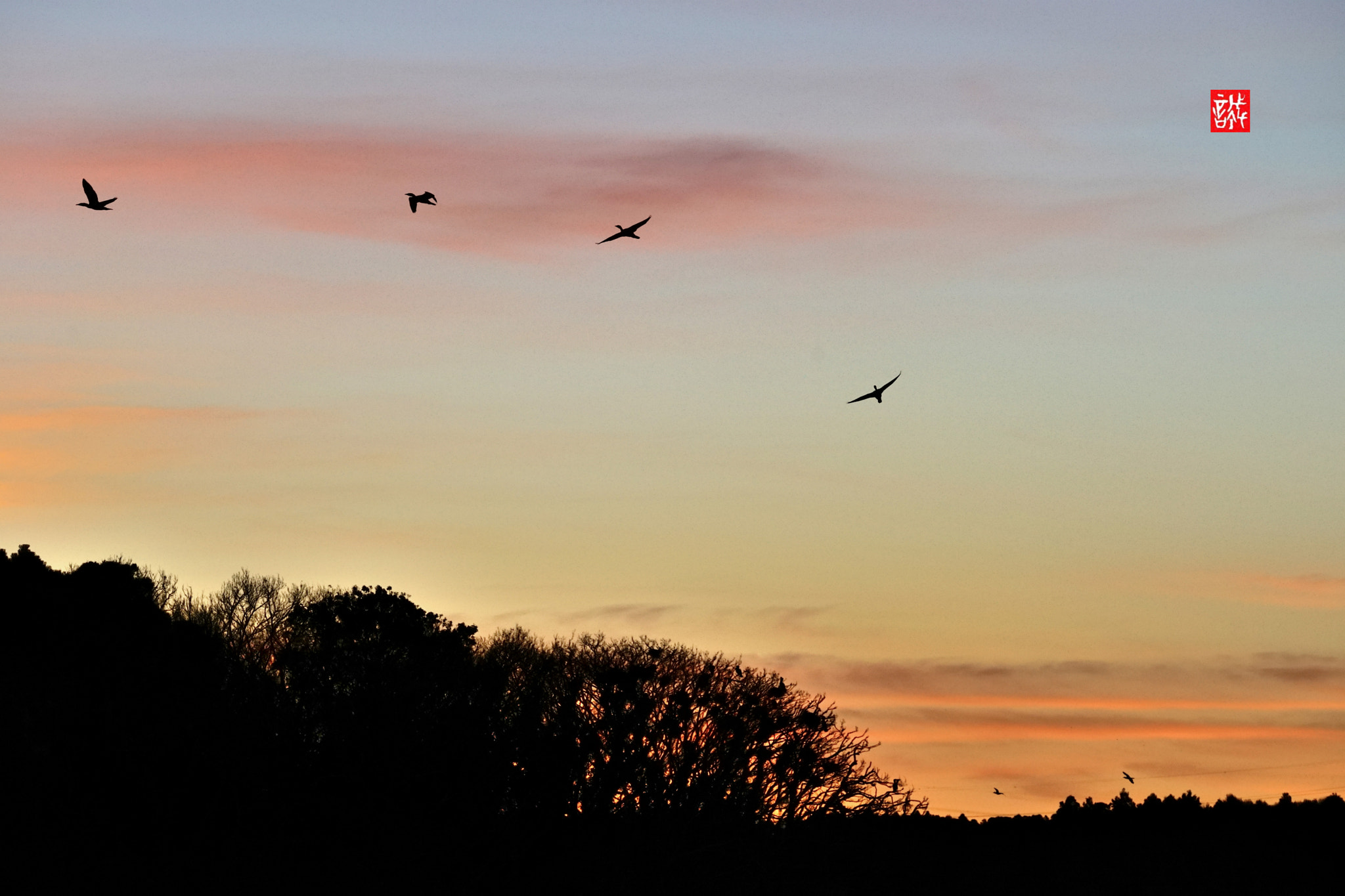 Sony FE 70-300mm F4.5-5.6 G OSS sample photo. Morning fly 0107 photography