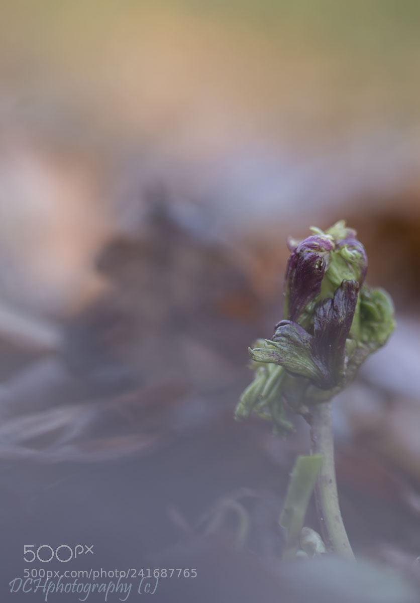 Canon EOS 650D (EOS Rebel T4i / EOS Kiss X6i) sample photo. A new beginning photography