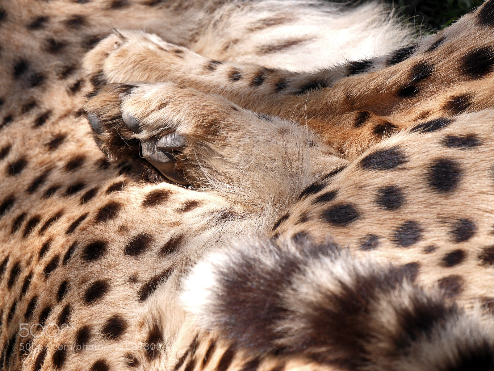 Panasonic Lumix DMC-GX7 sample photo. Cuddling cheetahs photography